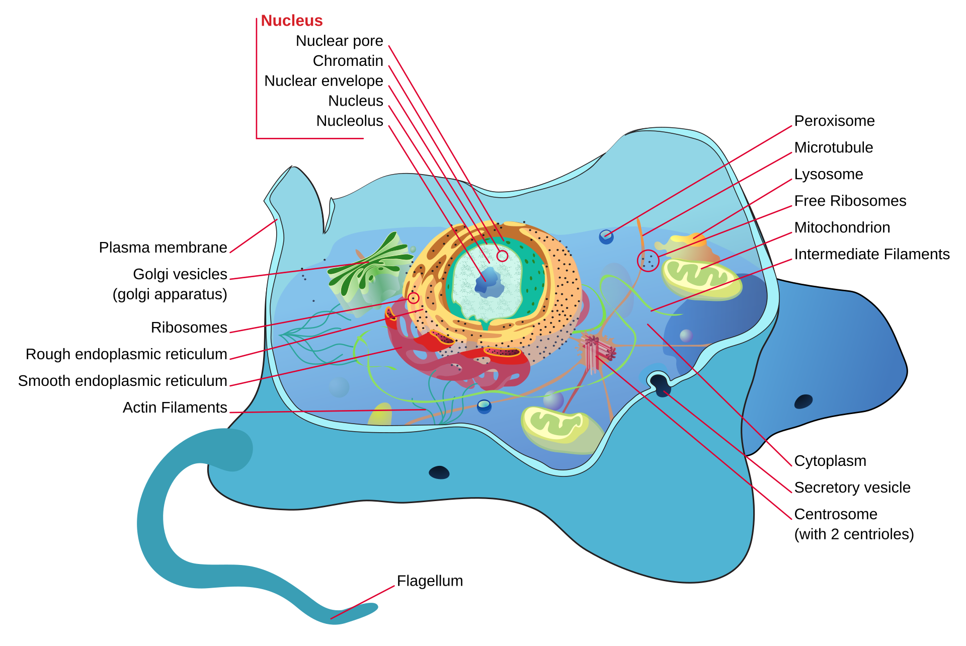 Labelled diagram of an animal cell showing the nucleus, mitochondria, endoplasmic reticulum, Golgi apparatus, ribosomes and other organelles