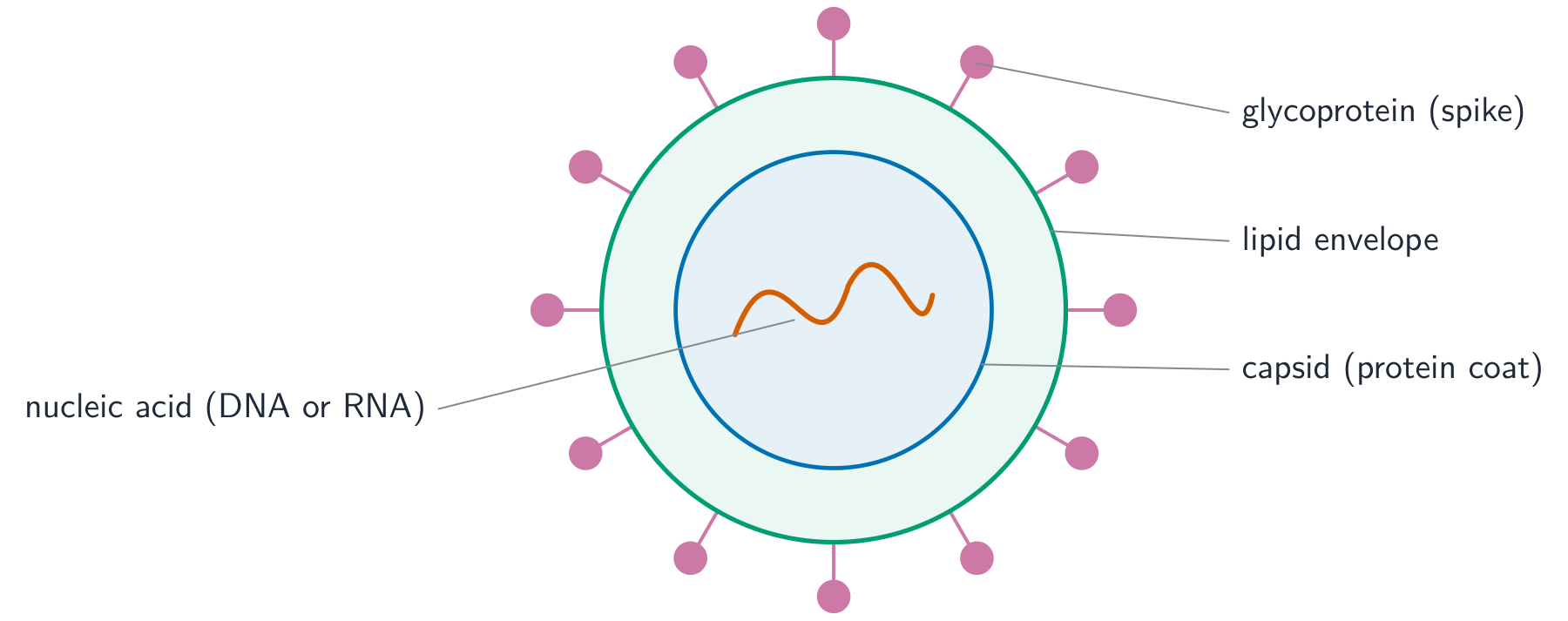 Diagram of a generalised virus: a coiled nucleic acid strand inside a protein capsid, surrounded by a lipid envelope studded with glycoprotein spikes