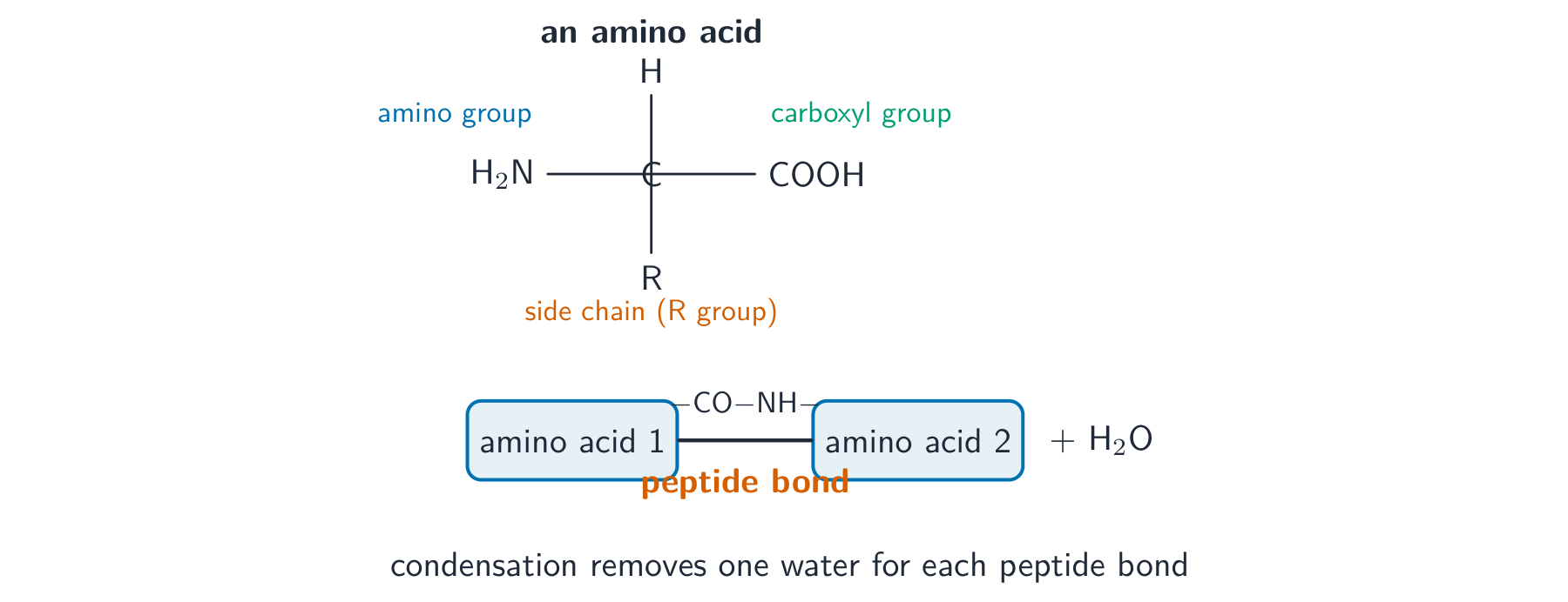 The general structure of an amino acid with a central carbon bonded to an amino group, a carboxyl group, a hydrogen and an R side chain; below, two amino acids join by a peptide bond and release water