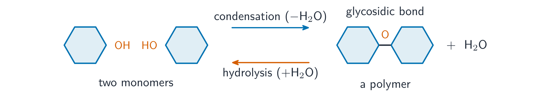 Two monomers joining by condensation to form a polymer linked by a glycosidic bond, releasing water; the reverse reaction is hydrolysis adding water