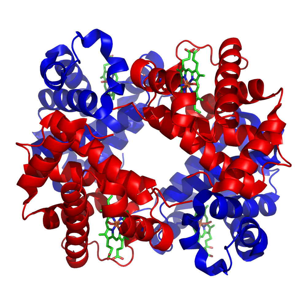 A model of one haemoglobin molecule: two red chains and two blue chains coiled into helices, each chain holding a green haem group