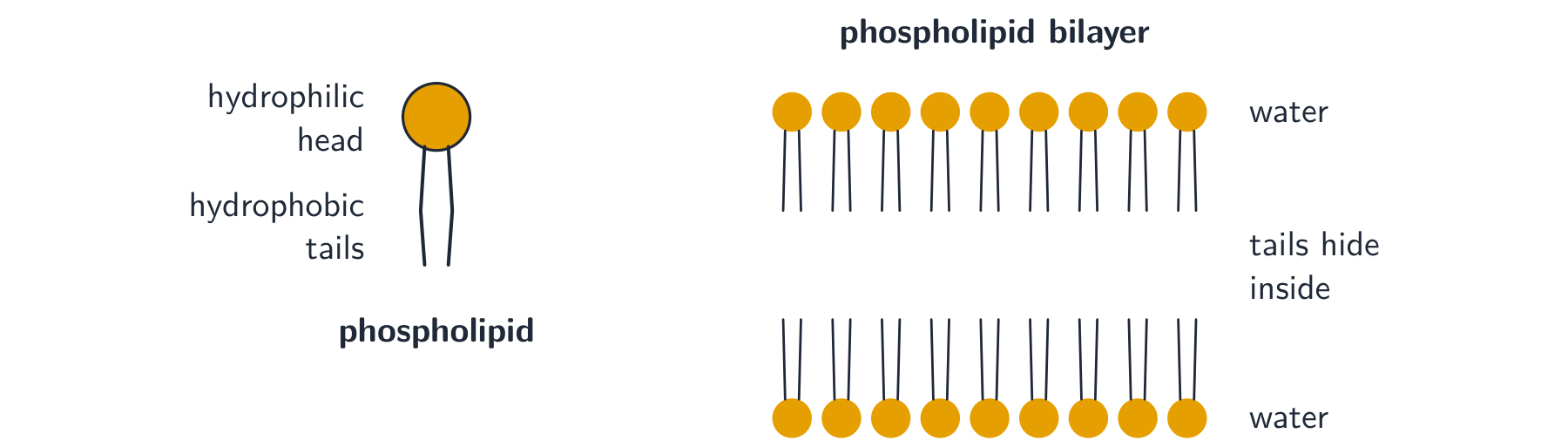 A single phospholipid drawn as a head with two tails, and many of them arranged into a bilayer with heads facing the water on both sides and tails meeting in the middle