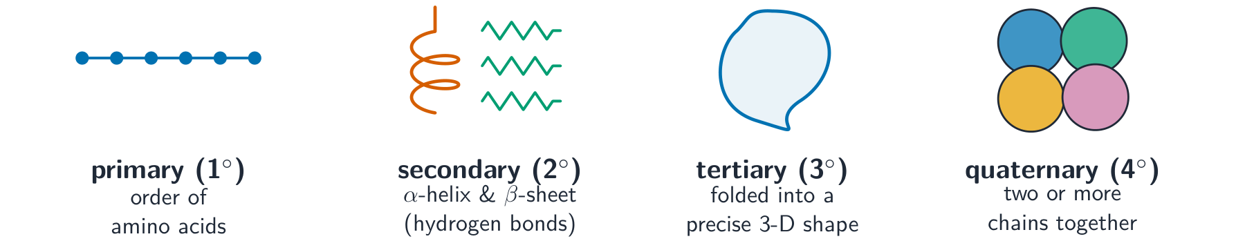 Four panels showing the levels of protein structure: a bead chain (primary), an alpha-helix and beta-sheet (secondary), a folded shape (tertiary) and several folded chains together (quaternary)