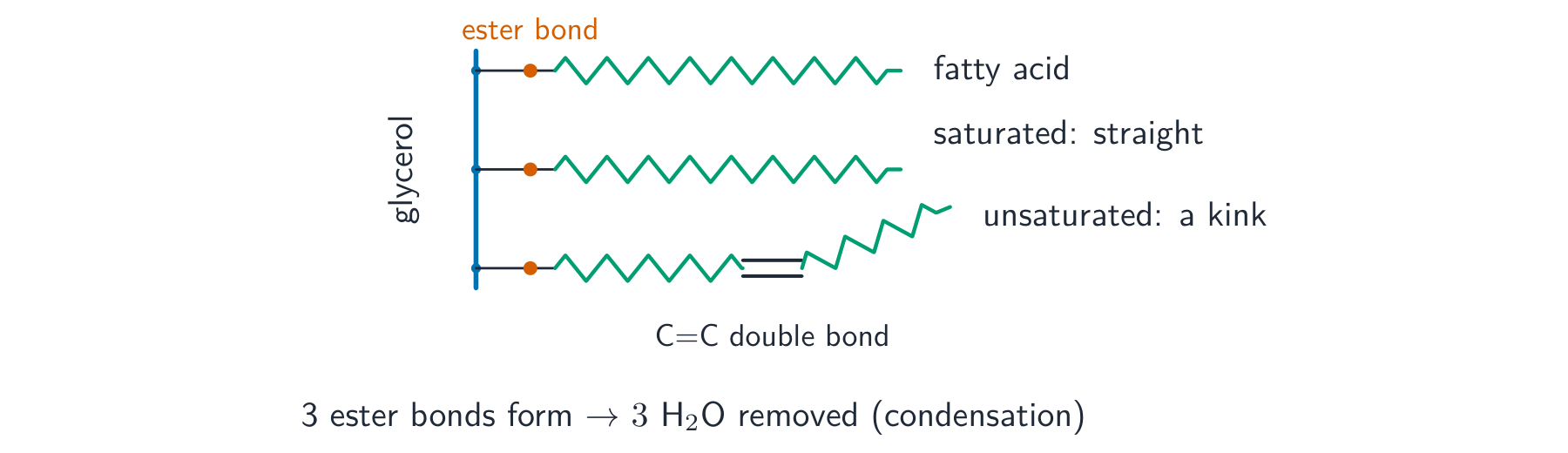 A triglyceride: a glycerol backbone on the left joined to three fatty acid chains by ester bonds; two chains are straight (saturated) and one has a kink (unsaturated)