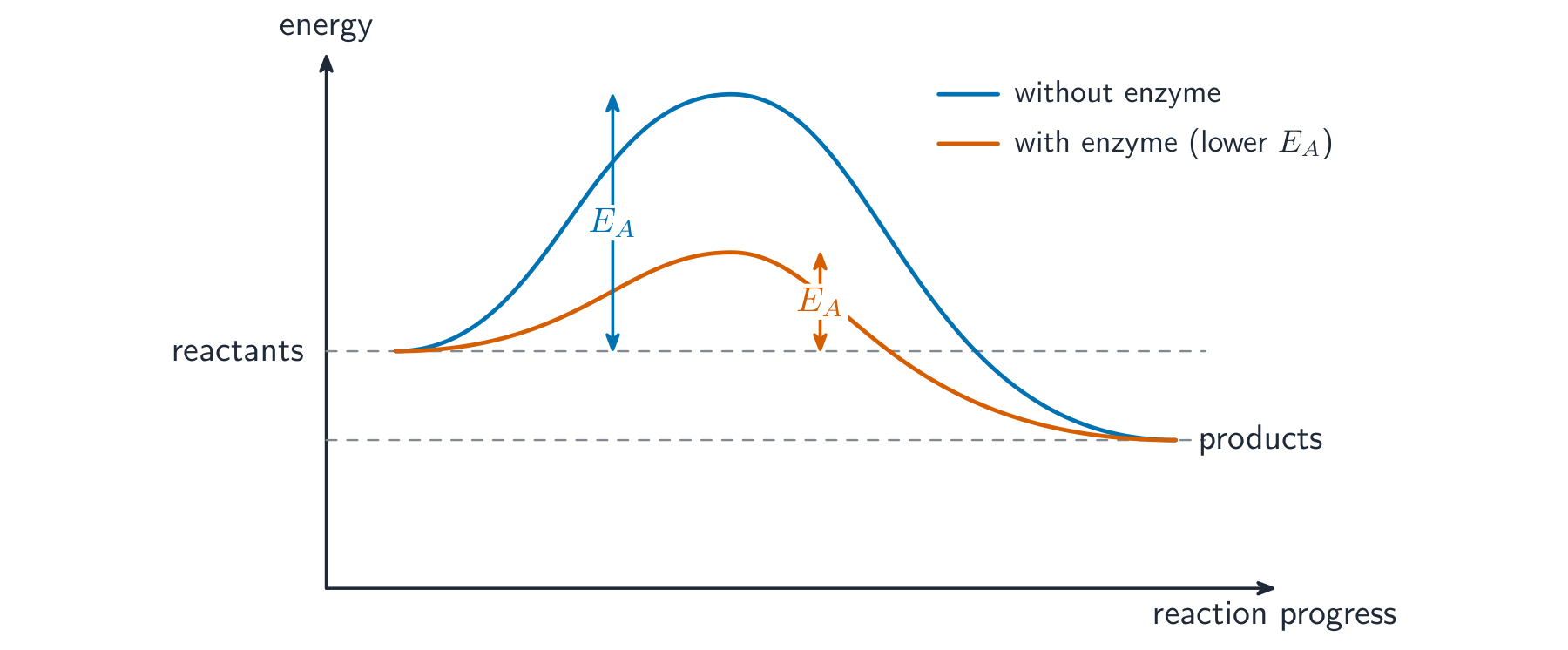 An energy profile with two humps: a high hump without enzyme and a lower hump with enzyme, both joining the same reactants and products