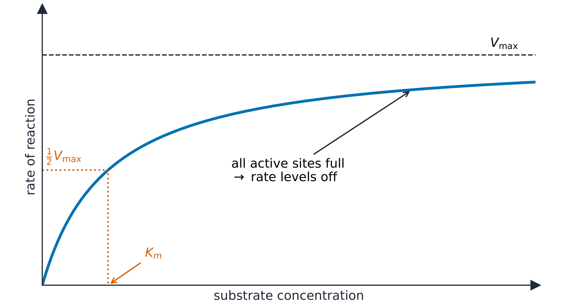 A curve of reaction rate against substrate concentration rising to a plateau at Vmax, with half of Vmax and the corresponding Km marked