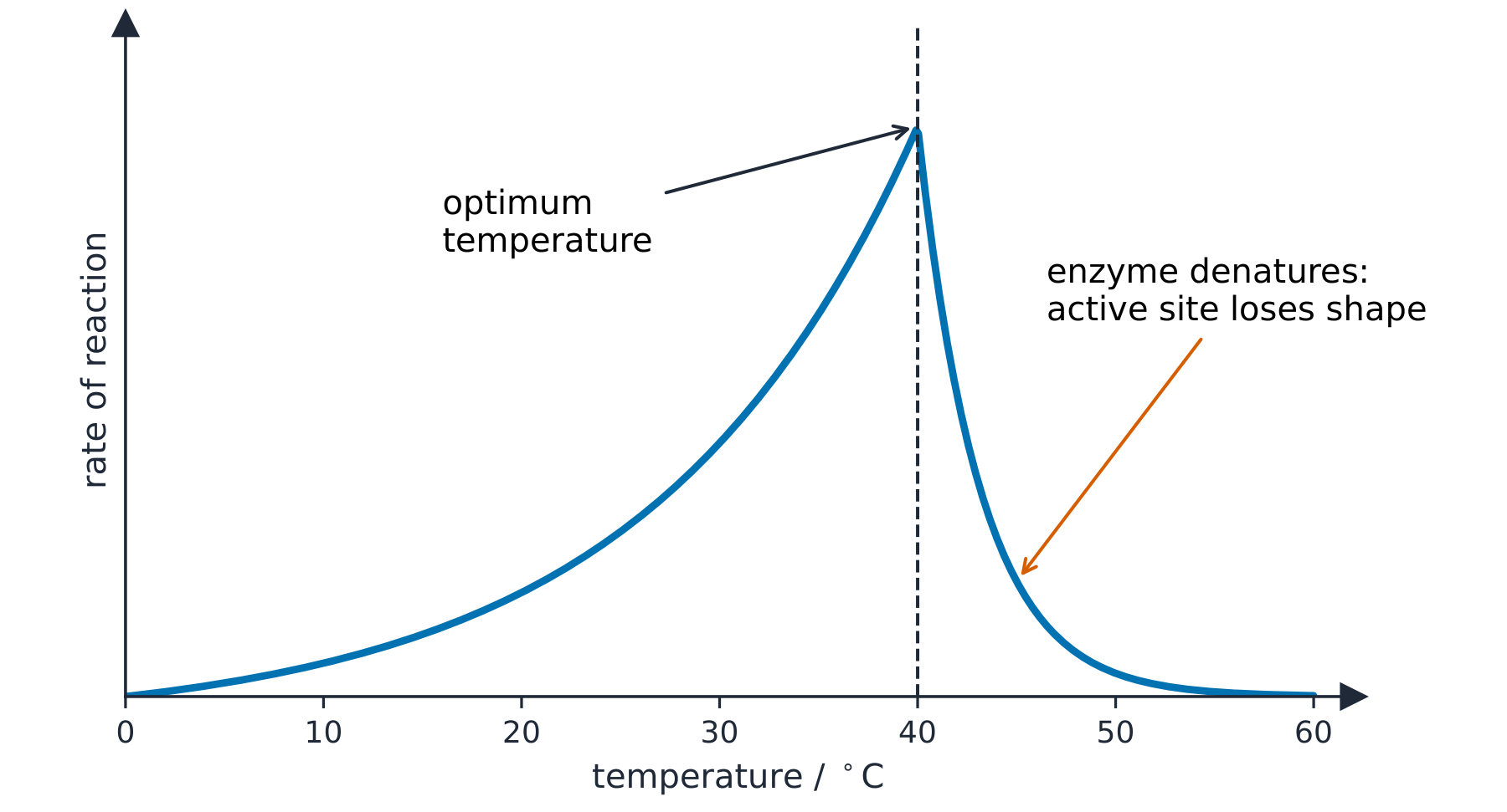 A graph of reaction rate against temperature, rising to a peak at the optimum then falling steeply as the enzyme denatures