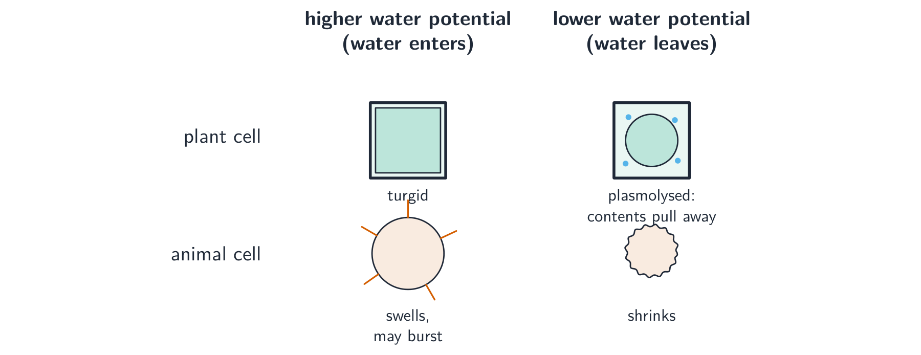 A grid showing plant and animal cells in solutions of higher and lower water potential: the plant cell becomes turgid or plasmolysed, the animal cell swells and may burst or shrinks