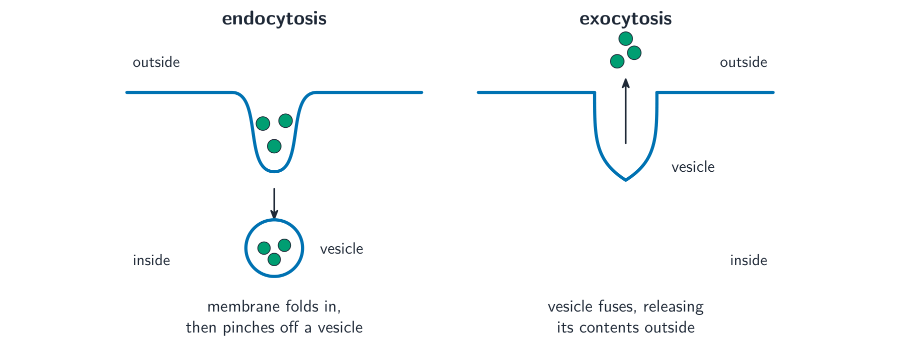 Two diagrams: in endocytosis the membrane folds inward around material and pinches off a vesicle inside; in exocytosis a vesicle fuses with the membrane and releases its contents outside