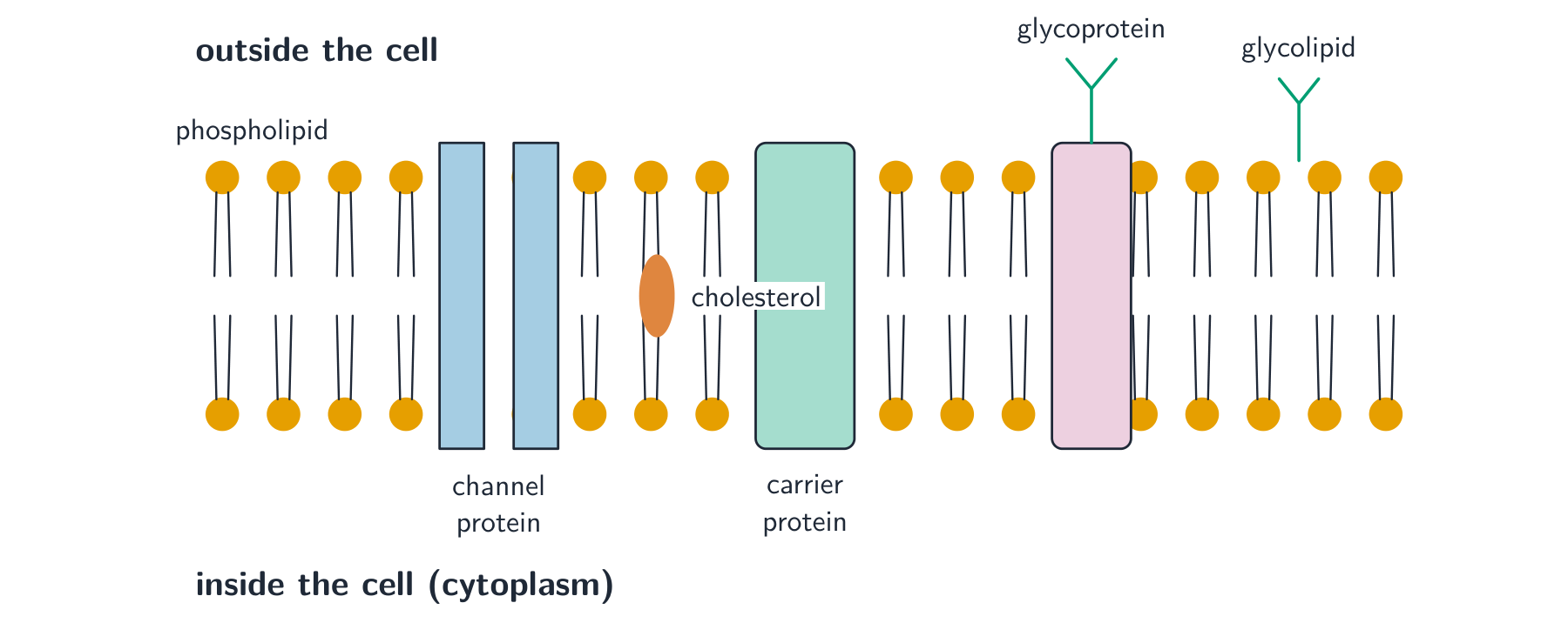 The fluid mosaic model: a phospholipid bilayer dotted with channel and carrier proteins, cholesterol between the tails, and glycoproteins and glycolipids with carbohydrate chains on the outer surface