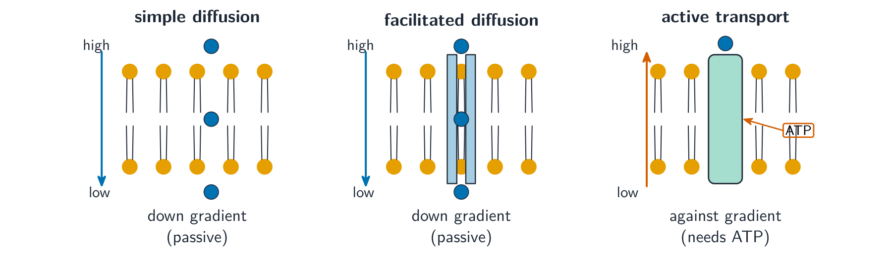 Three panels comparing simple diffusion straight through the bilayer, facilitated diffusion through a channel protein, and active transport pumped against the gradient using ATP