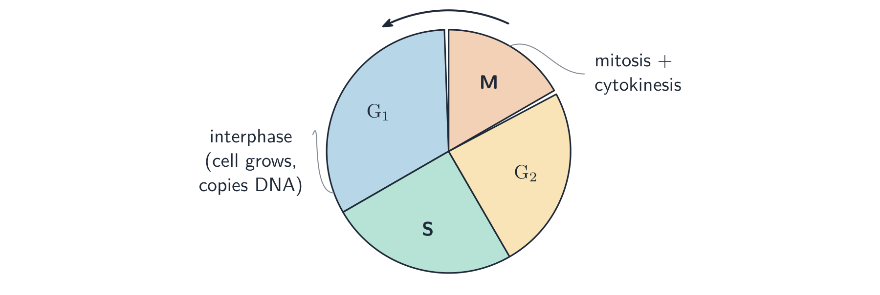 A pie chart of the cell cycle: a large interphase made of G1, S and G2, plus a smaller M phase for mitosis and cytokinesis, with an arrow showing the direction
