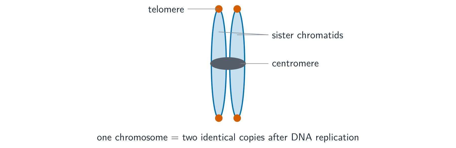 A replicated chromosome drawn as two sister chromatids joined at a central centromere, with telomeres capping the four tips