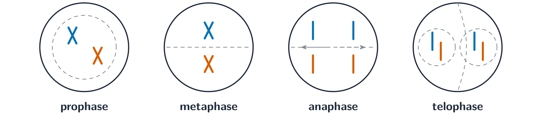Four cells showing prophase, metaphase, anaphase and telophase: chromosomes condense, line up at the equator, separate to the poles, then form two new nuclei