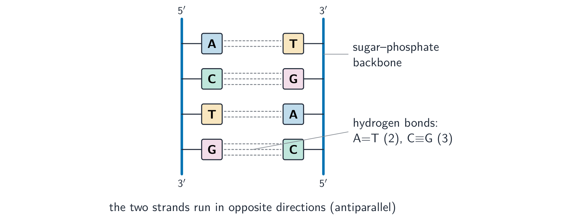 A ladder diagram of DNA: two antiparallel sugar-phosphate backbones with base pairs A=T held by two hydrogen bonds and C=G by three