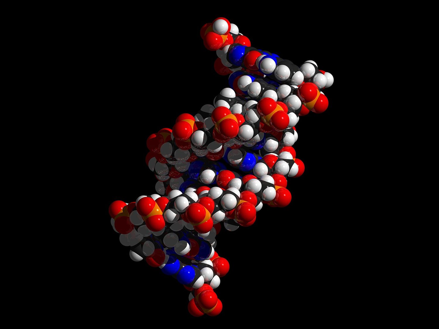 A computer space-filling model of a short piece of DNA on a black background: hundreds of coloured atoms (red, orange, blue, grey and white) packed into two strands that twist around each other to form a double-helix spiral