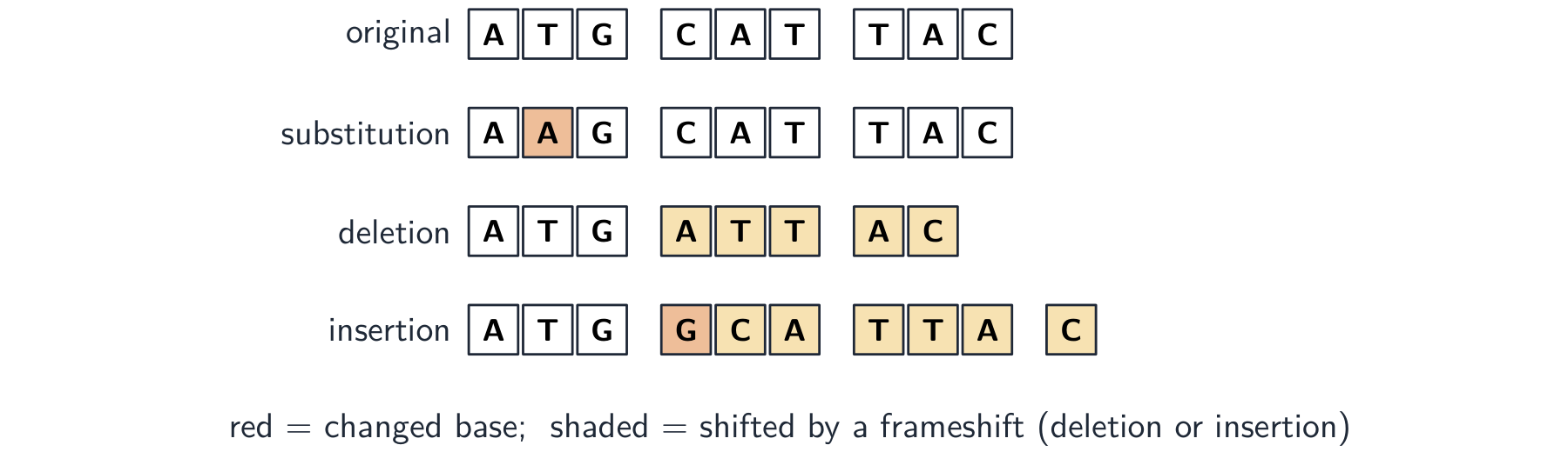 A base sequence read in triplets shown four times: the original, a substitution changing one base, a deletion and an insertion — both of which shift every later triplet