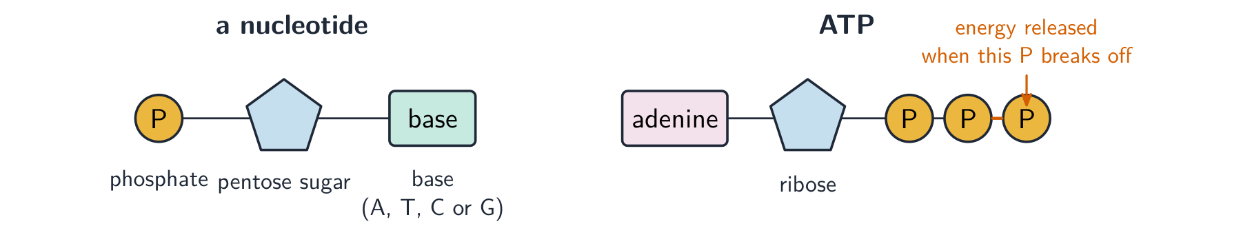 A nucleotide drawn as a phosphate, a pentose sugar and a base joined together; beside it, ATP as adenine, ribose and three phosphates with the last bond marked as high-energy