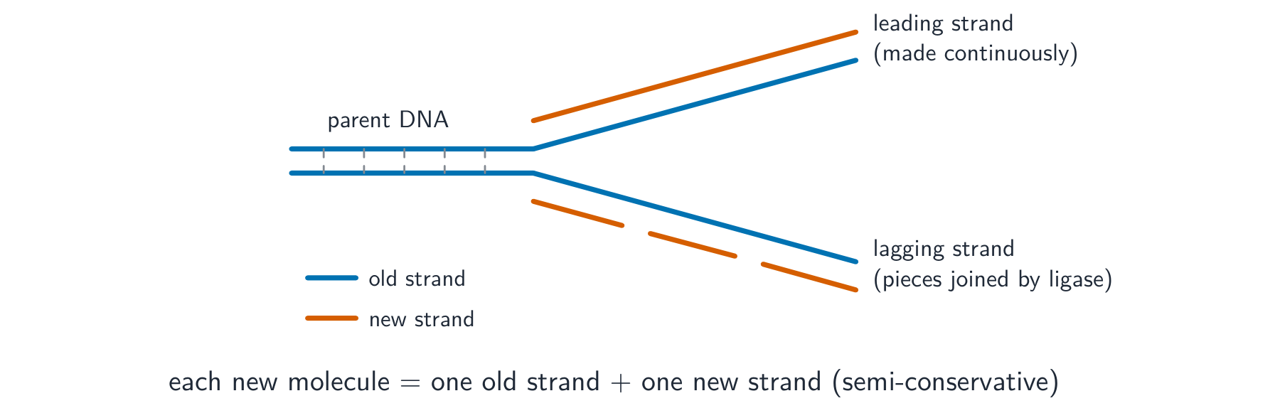 A replication fork: the parent double helix unwinds and each old strand templates a new one — the leading strand made continuously, the lagging strand in pieces