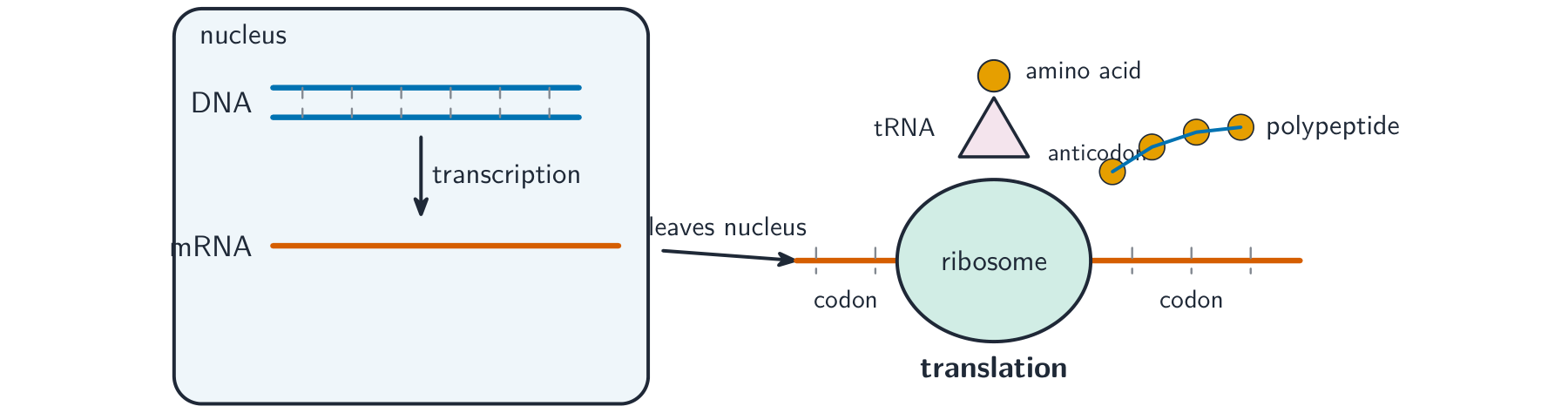 An overview of protein synthesis: in the nucleus DNA is transcribed into mRNA, which leaves the nucleus and is translated at a ribosome where tRNA brings amino acids to build a polypeptide