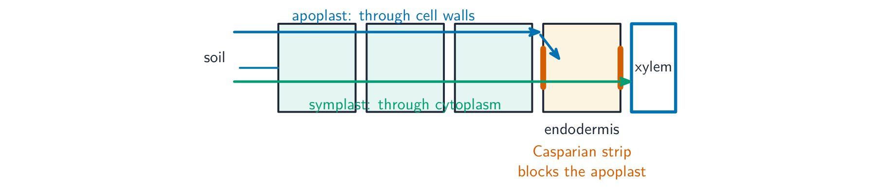 Water crossing the root by the apoplast route through the cell walls and the symplast route through the cytoplasm; at the endodermis the Casparian strip blocks the apoplast