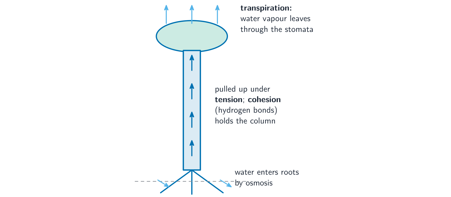 A plant with water entering the roots by osmosis, rising up the xylem in a column of upward arrows, and water vapour leaving the leaf at the top