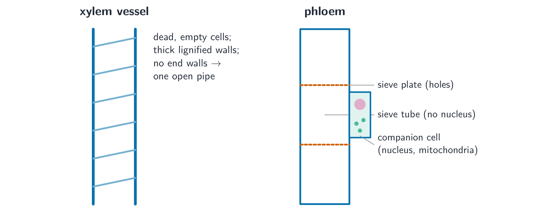 A xylem vessel drawn as a hollow tube with thick lignified walls beside a phloem sieve tube with sieve plates and an attached companion cell
