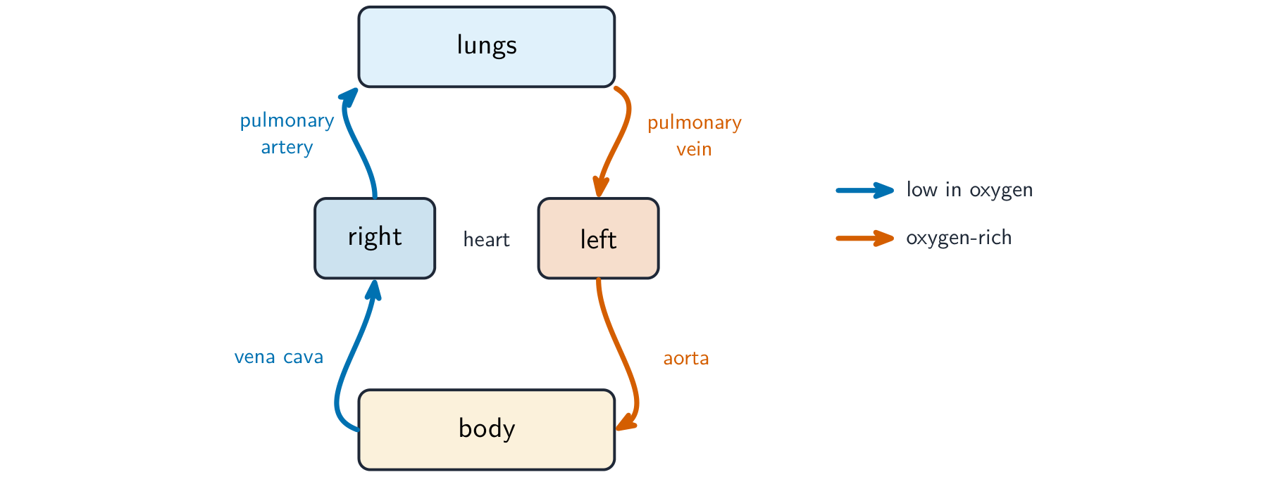 A loop diagram of double circulation: the right heart pumps deoxygenated blood to the lungs and back to the left heart, which pumps oxygenated blood to the body and back to the right heart