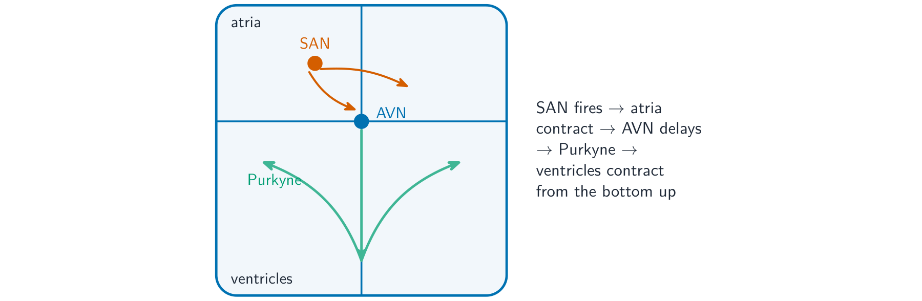 A heart outline showing the wave of excitation starting at the SAN in the right atrium, spreading to the AVN, then down and up the ventricle walls through the Purkyne tissue