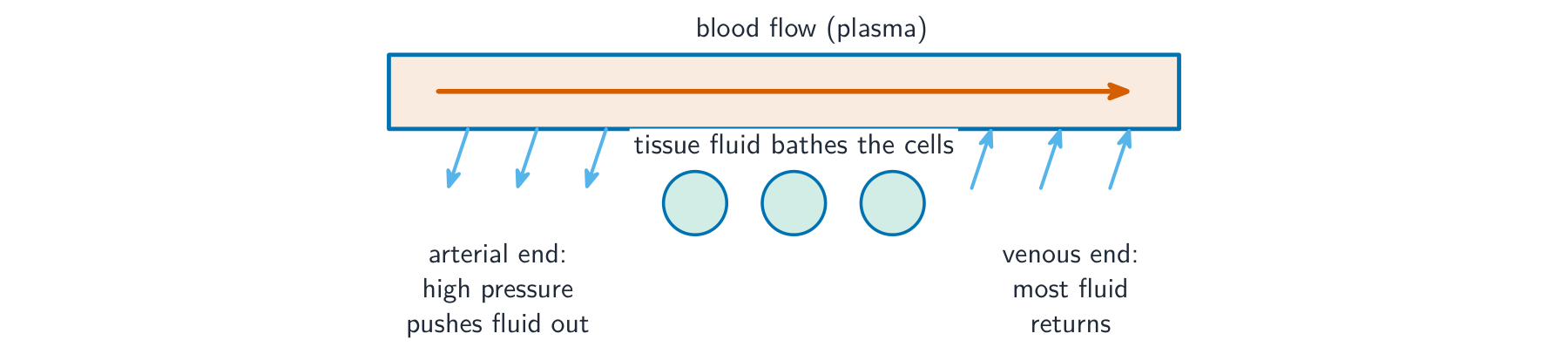A capillary with fluid pushed out at the high-pressure arterial end to bathe the body cells, and most of it returning at the lower-pressure venous end