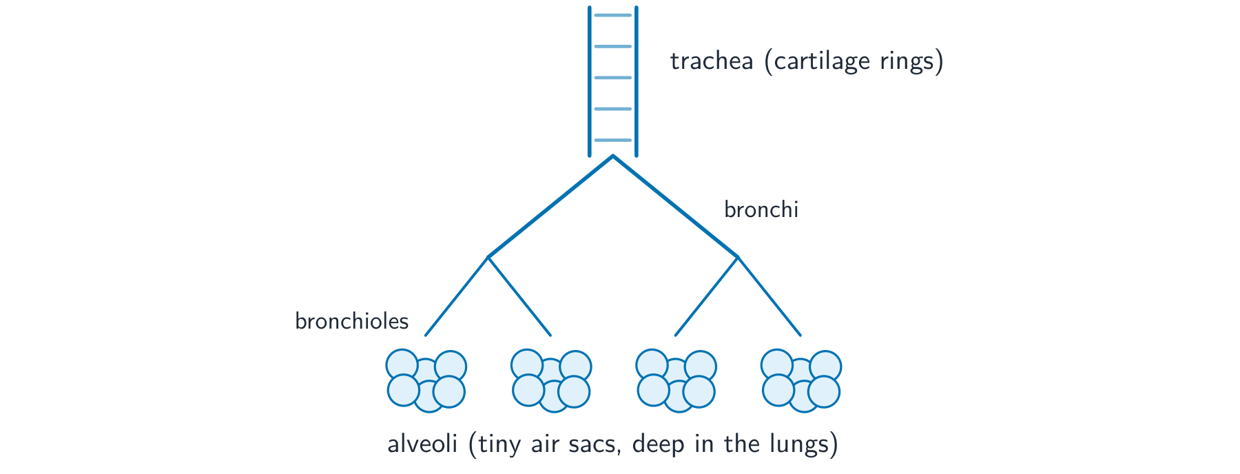 A branching diagram of the airways: the trachea with cartilage rings divides into two bronchi, then into smaller bronchioles, ending in clusters of alveoli