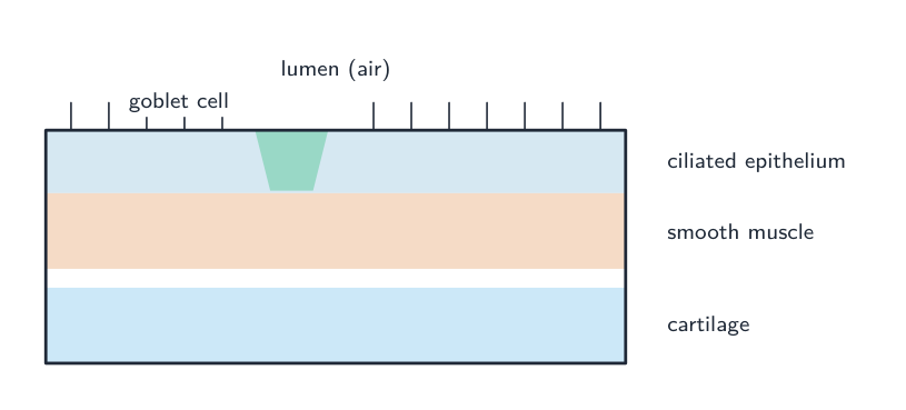 A section through the airway wall: the lumen is lined with ciliated epithelium and a goblet cell, with a band of smooth muscle and a layer of cartilage behind