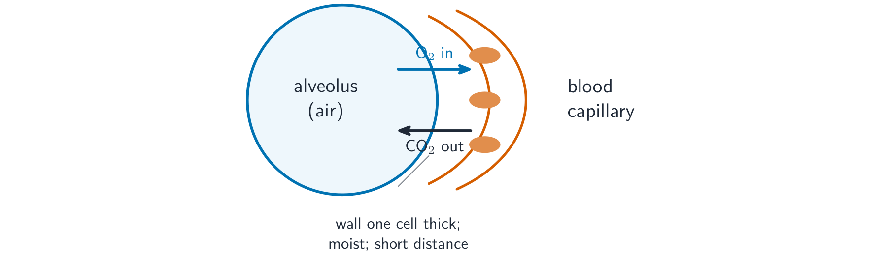 An alveolus next to a blood capillary: oxygen diffuses from the air into the blood and carbon dioxide diffuses out, across a wall only one cell thick