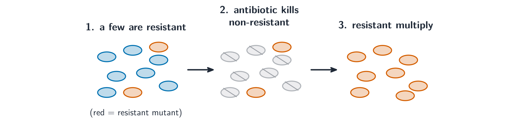 Three stages showing a bacterial population where a few are resistant by chance, the antibiotic kills the non-resistant ones, and the resistant survivors multiply