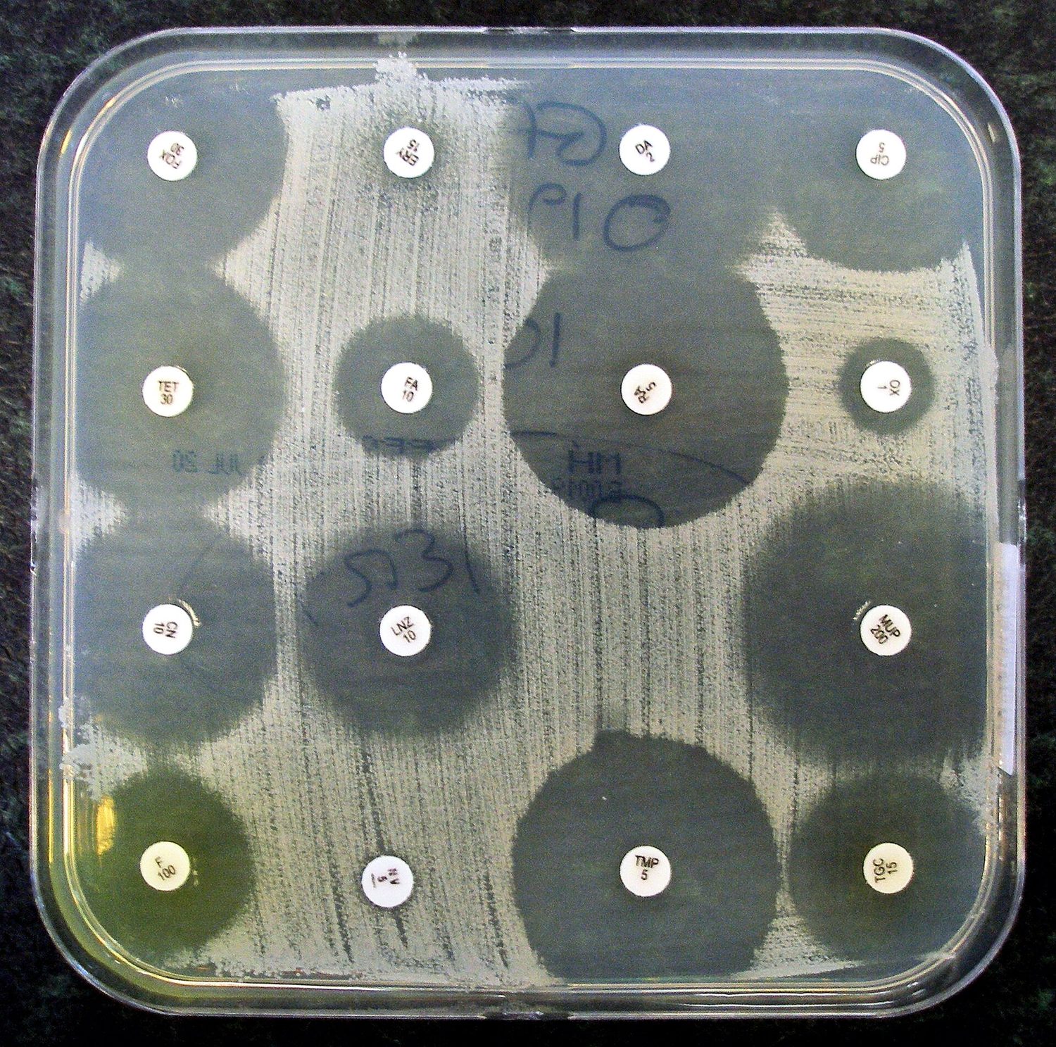 A culture plate covered with a lawn of bacteria, dotted with small paper discs; several discs are surrounded by clear circles where no bacteria grow