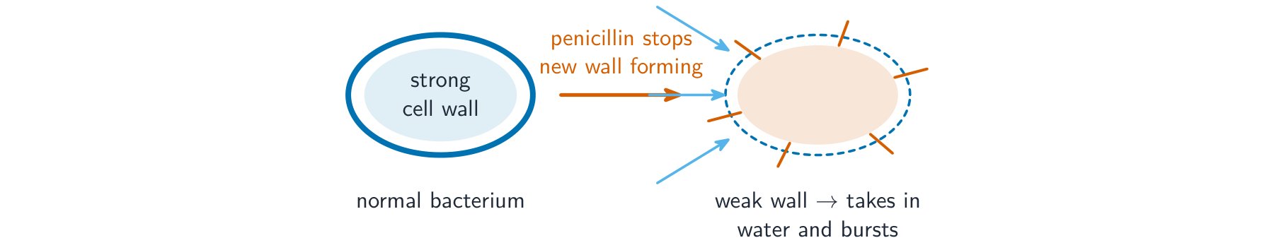 A bacterium with a strong cell wall beside one whose wall has been weakened by penicillin, taking in water and bursting