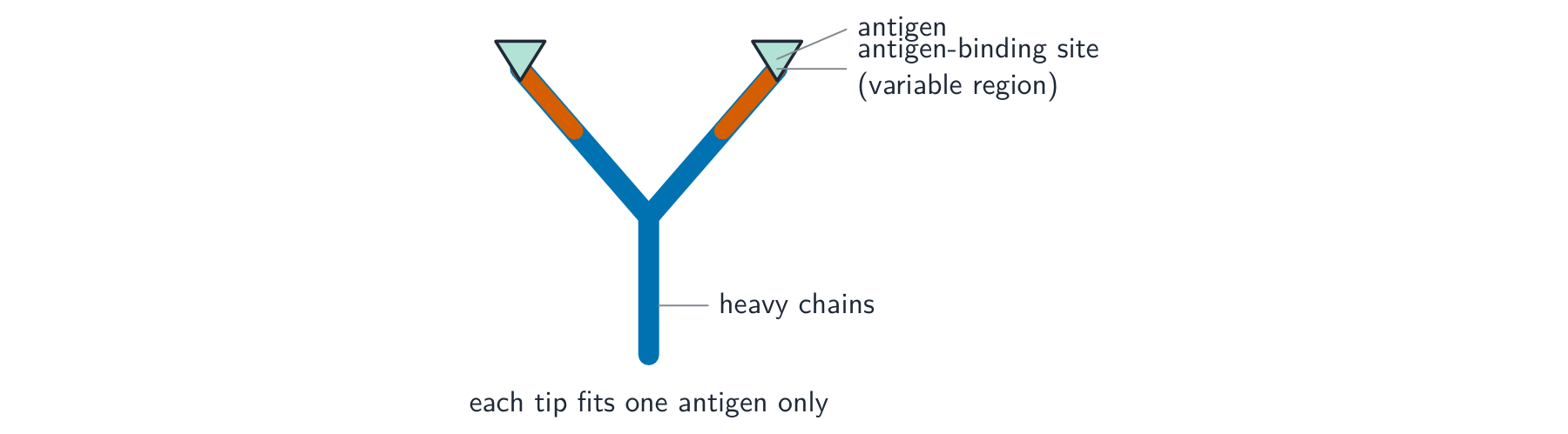 A Y-shaped antibody with an antigen fitting into each of the two tips, which are the variable regions that form the antigen-binding sites