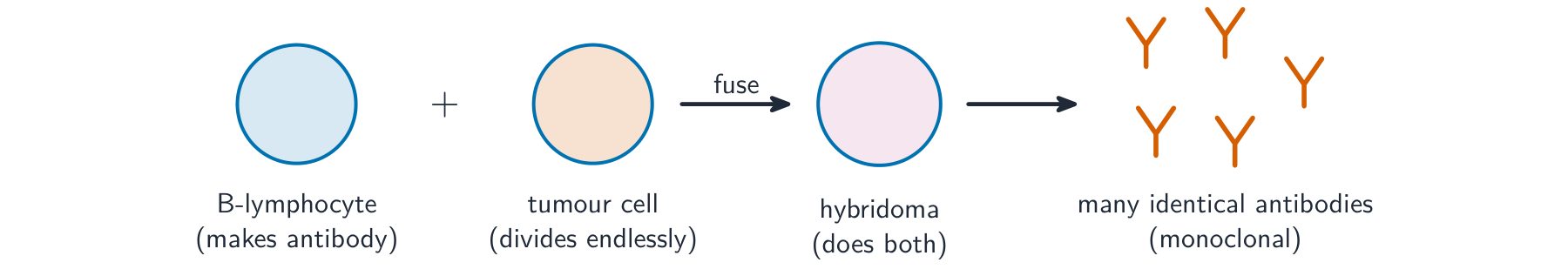 A B-lymphocyte fused with a tumour cell to make a hybridoma, which both makes the wanted antibody and divides endlessly, producing many identical antibodies