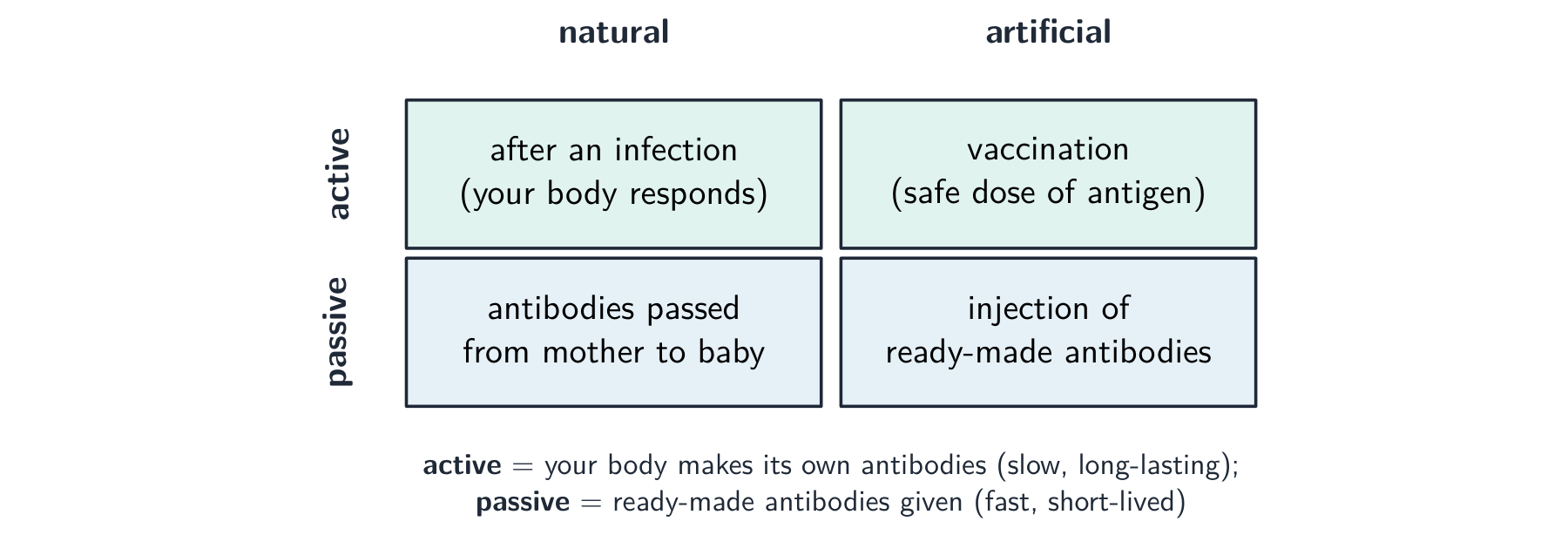 A two-by-two grid of immunity types: active-natural after an infection, active-artificial by vaccination, passive-natural from mother to baby, passive-artificial by injection