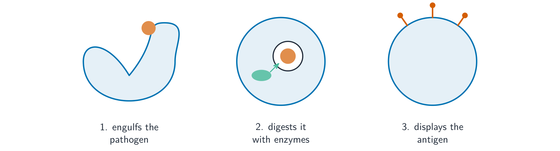 Three steps: a phagocyte engulfs a pathogen, digests it inside a vesicle with enzymes, then displays the pathogen's antigen on its surface