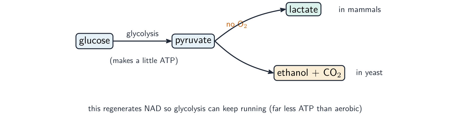 Without oxygen, glycolysis makes pyruvate, which becomes lactate in mammals or ethanol and carbon dioxide in yeast