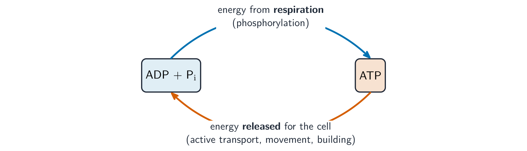 A cycle showing ADP plus phosphate turning into ATP using energy from respiration, and ATP turning back into ADP plus phosphate when energy is released for the cell