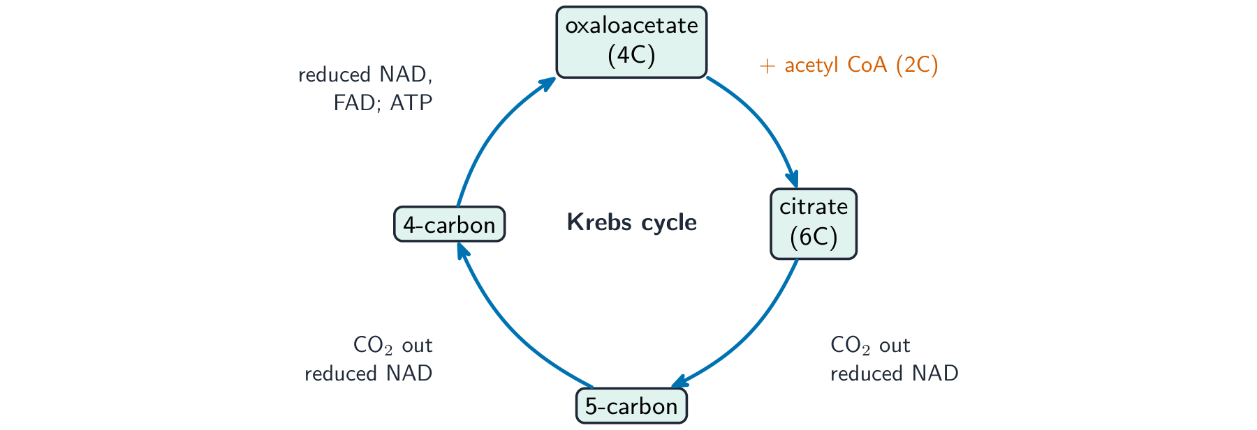 The Krebs cycle drawn as a ring: acetyl CoA joins oxaloacetate to make citrate, which is changed back to oxaloacetate, releasing carbon dioxide and reduced coenzymes