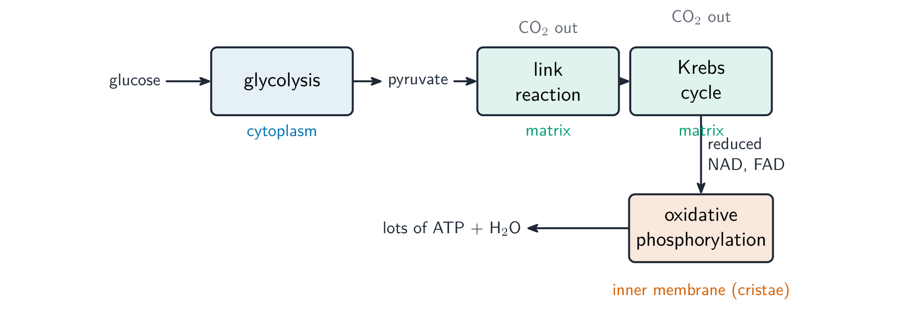 A flow diagram of aerobic respiration: glucose through glycolysis in the cytoplasm to pyruvate, then the link reaction and Krebs cycle in the matrix, then oxidative phosphorylation on the inner membrane making most of the ATP