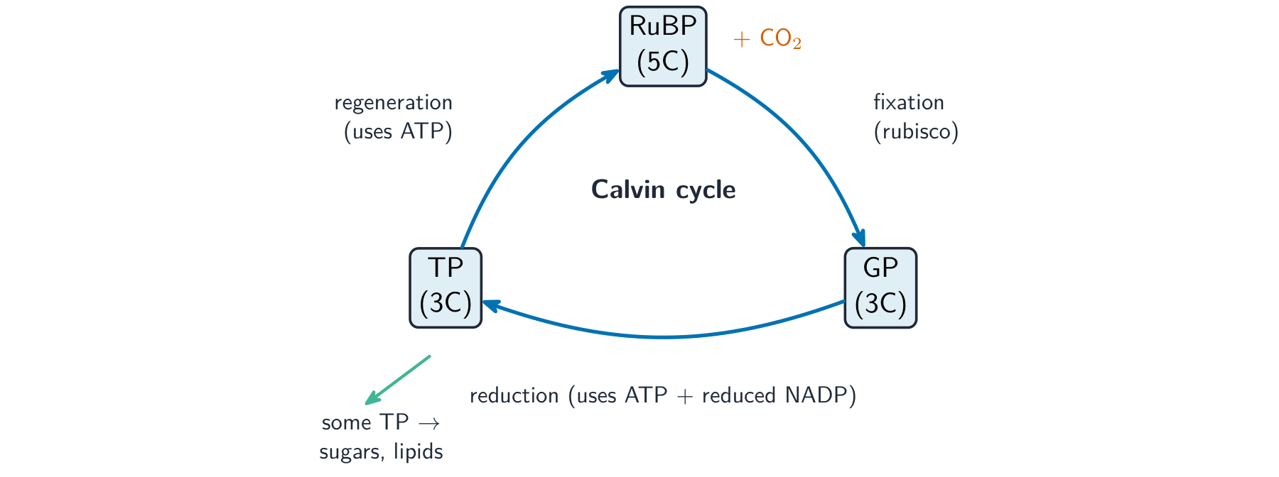 The Calvin cycle as a ring of RuBP, GP and TP: carbon dioxide is fixed onto RuBP to make GP, GP is reduced to TP using ATP and reduced NADP, and TP regenerates RuBP, with some TP leaving to make sugars