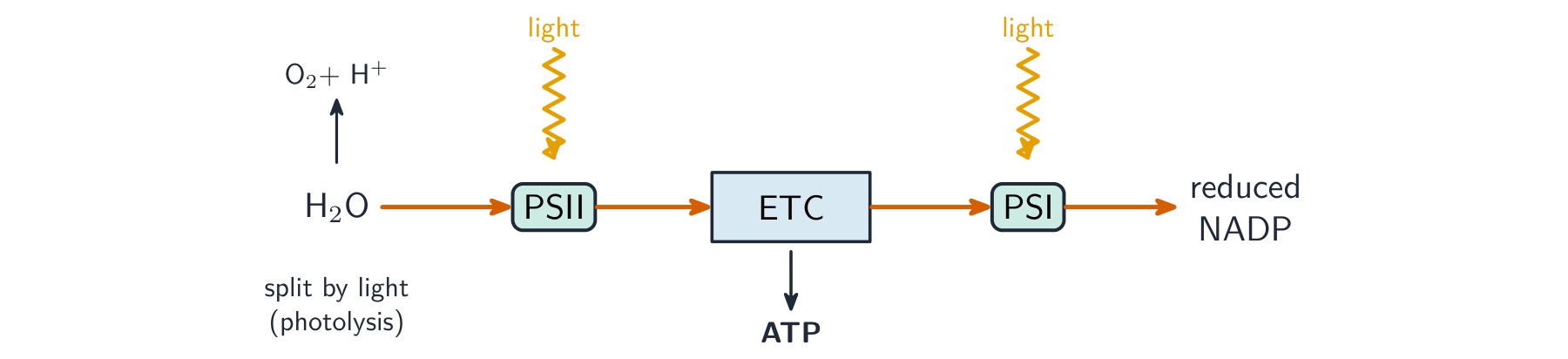 Water is split by light to release oxygen; electrons pass from photosystem II along the electron transport chain (making ATP) to photosystem I and on to reduce NADP