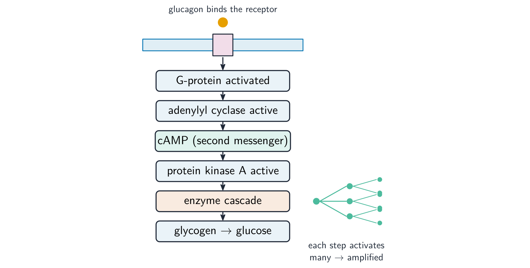 Glucagon binds a receptor and activates a G-protein, then adenylyl cyclase, then cAMP, then protein kinase A, then an enzyme cascade that breaks glycogen into glucose; each step activates many, amplifying the signal