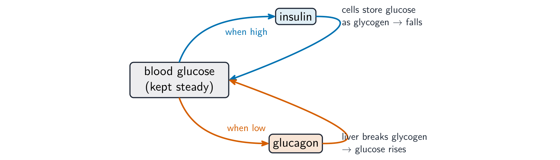 Two loops around blood glucose: when high, insulin makes cells store glucose as glycogen so the level falls; when low, glucagon makes the liver break glycogen so the level rises