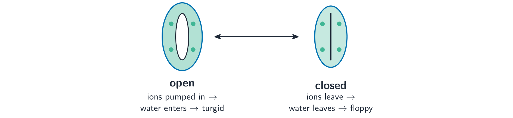 Two stomata: an open one whose guard cells have swollen with water to leave a pore, and a closed one whose floppy guard cells have shut the pore