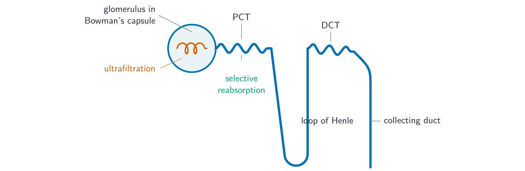 A nephron showing the glomerulus in the Bowman's capsule, the proximal convoluted tubule, the loop of Henle, the distal convoluted tubule and the collecting duct, with ultrafiltration and selective reabsorption marked